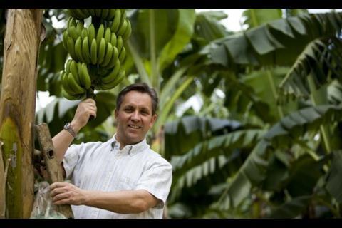 Justin King in a banana tree